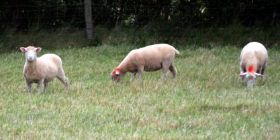 dorset 1s.jpg