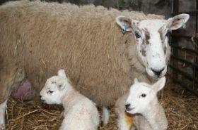 lambs 8s.jpg