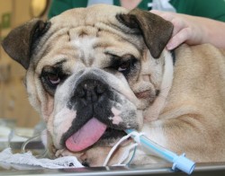 Bulldog recovers from anaesthesia